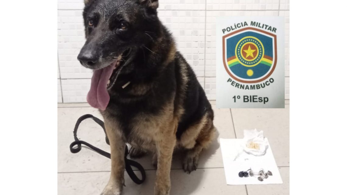Cão farejador ajuda a localizar drogas escondidas em Caruaru Cão farejador ajuda a localizar drogas escondidas em Caruaru