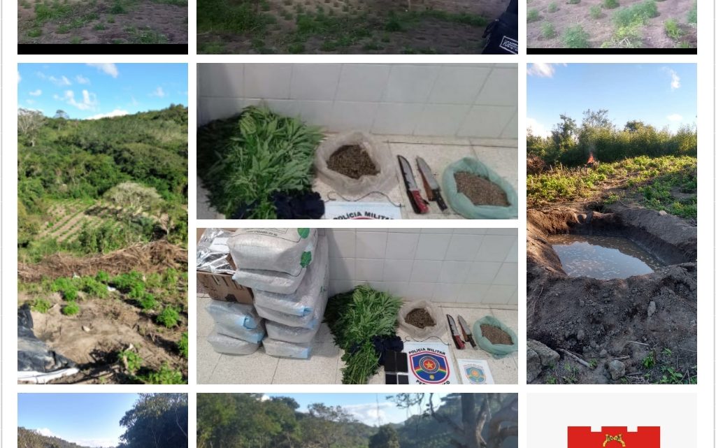Trio é preso e plantação de maconha é incinerada no Agreste-PE Trio é preso e plantação de maconha é incinerada no Agreste-PE