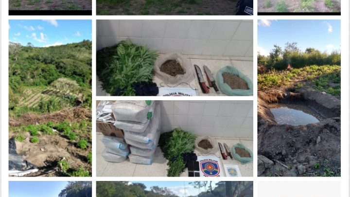 Trio é preso e plantação de maconha é incinerada no Agreste-PE