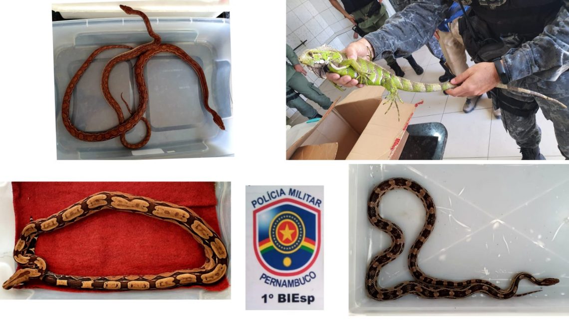 PM apreende cobras e iguana que eram criadas dentro de apartamento em Caruaru PM apreende cobras e iguana que eram criadas dentro de apartamento em Caruaru