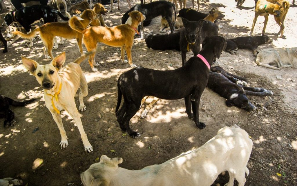 Instaladas em Caruaru câmeras de vigilância contra abandono animal