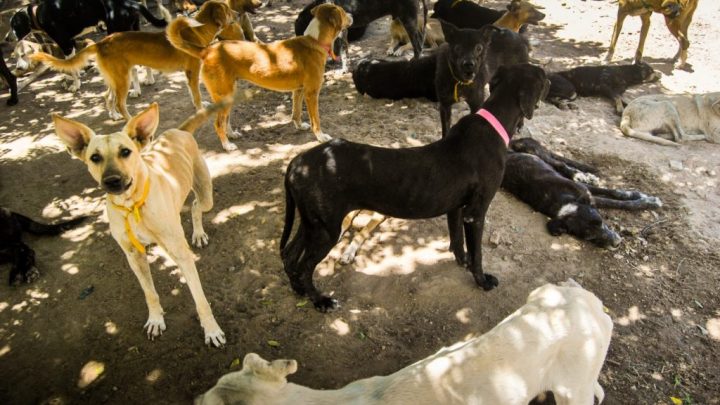 Instaladas em Caruaru câmeras de vigilância contra abandono animal