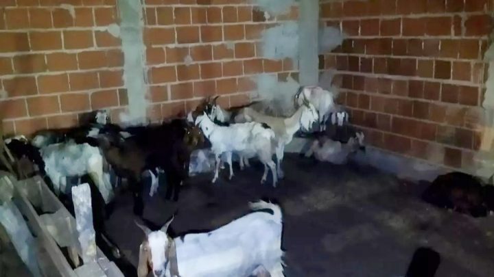 Operação fecha abate clandestino com 100 animais mortos e 30 em condições de maustratos em Pernambuco