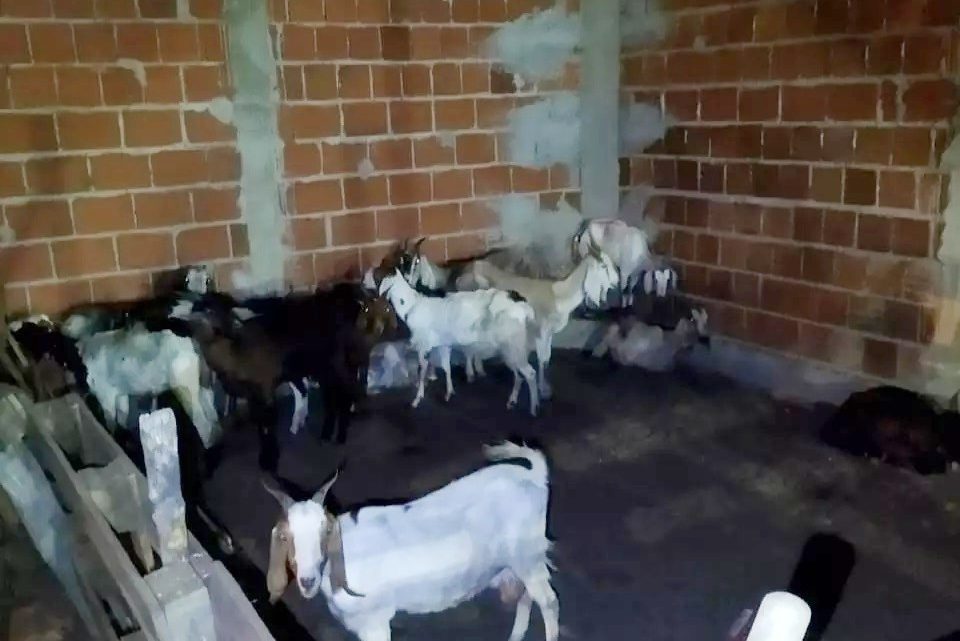 Operação fecha abate clandestino com 100 animais mortos e 30 em condições de maustratos em Pernambuco Operação fecha abate clandestino com 100 animais mortos e 30 em condições de maustratos em Pernambuco