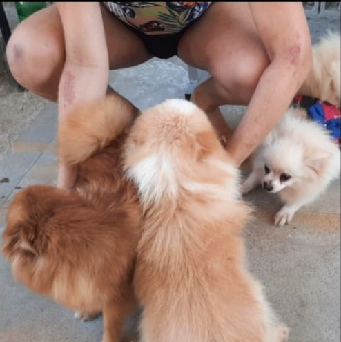 Homem é preso pela PM por furto de seis filhotes de cachorro Homem é preso pela PM por furto de seis filhotes de cachorro
