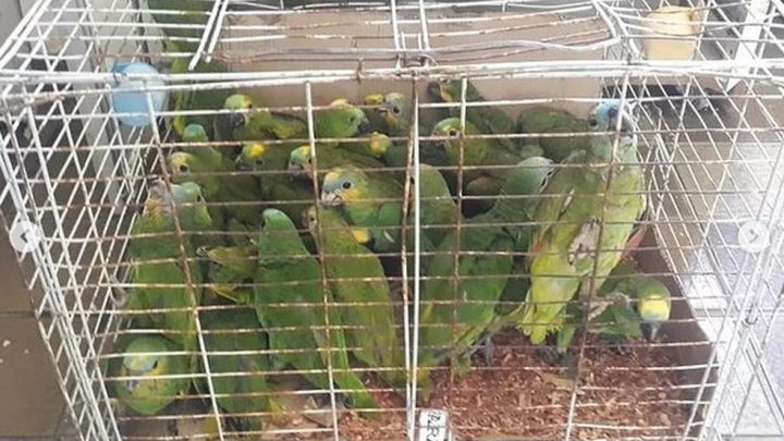 Operação em Caruaru e Araripina apreende mais de 380 animais silvestres