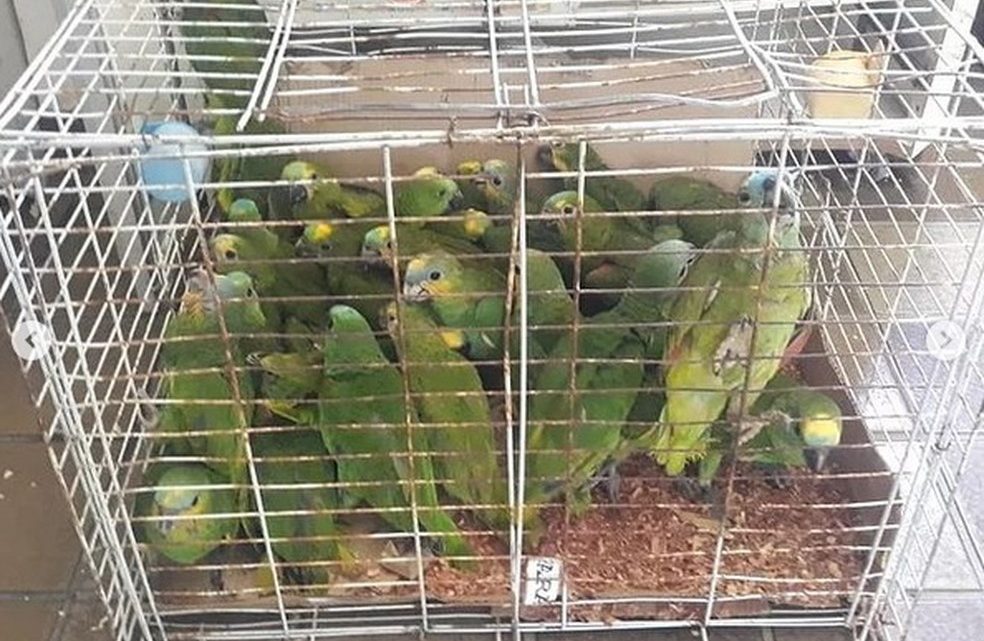 Operação em Caruaru e Araripina apreende mais de 380 animais silvestres
