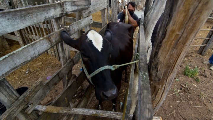 Pequenos produtores de Caruaru recebem serviço de inseminação artificial em bovinos