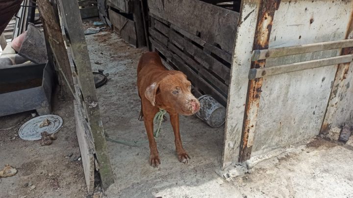 Animais vítimas de maus tratos foram apreendidos em Caruaru