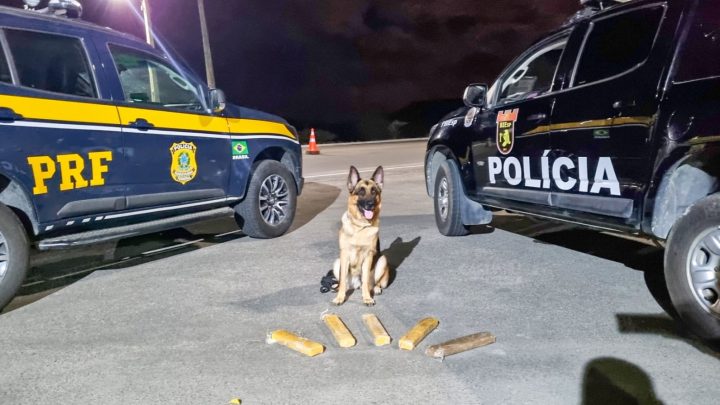 Com apoio de cão farejador, polícia apreende maconha dentro de ônibus em Caruaru