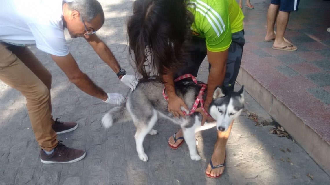 Confira as datas da vacinação antirrábica em Caruaru, para cerca de 30 mil cães e gatos Confira as datas da vacinação antirrábica em Caruaru, para cerca de 30 mil cães e gatos
