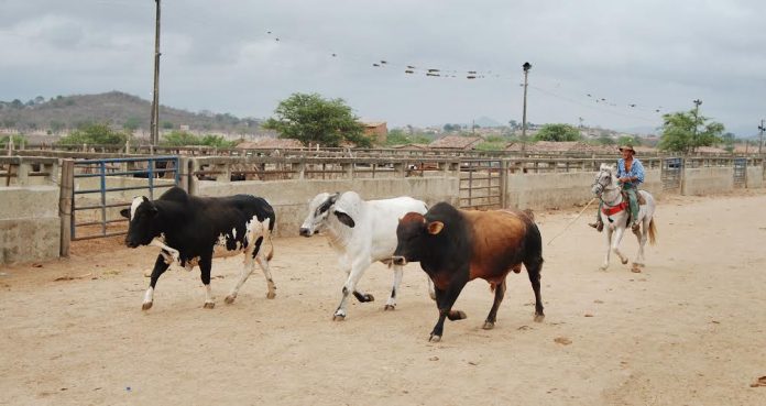 Feira do Gado de Caruaru não será realizada no dia 2 de novembro