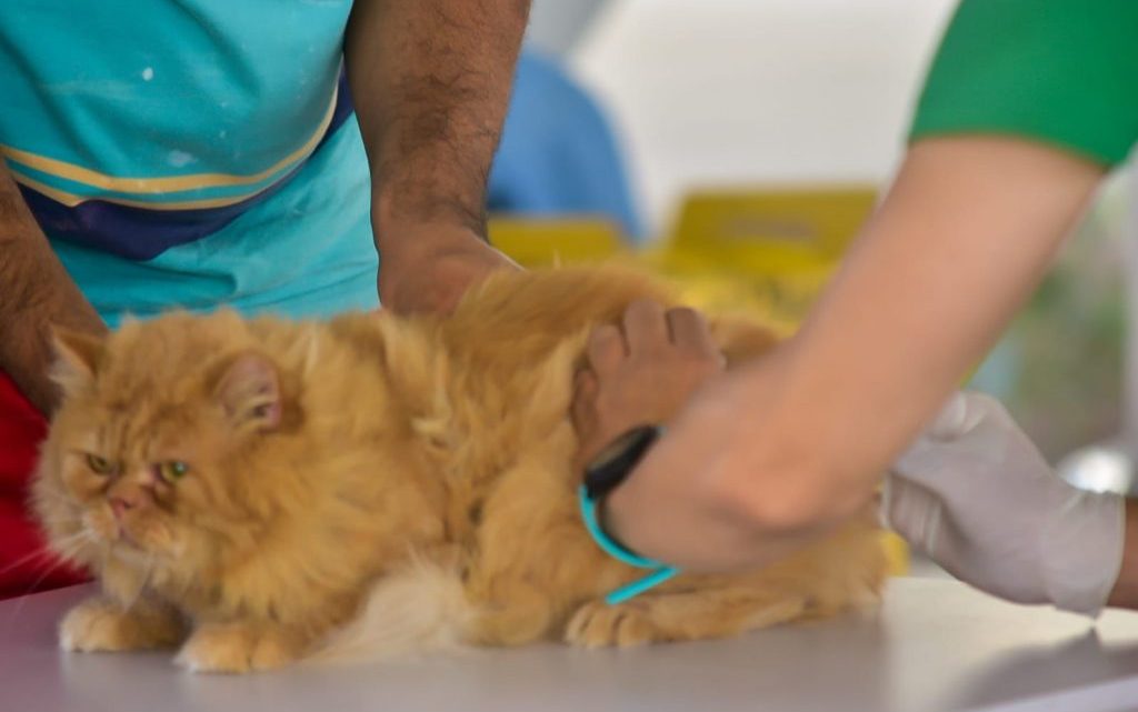 Caruaru realiza neste sábado 2º dia da Campanha de Vacinação Antirrábica