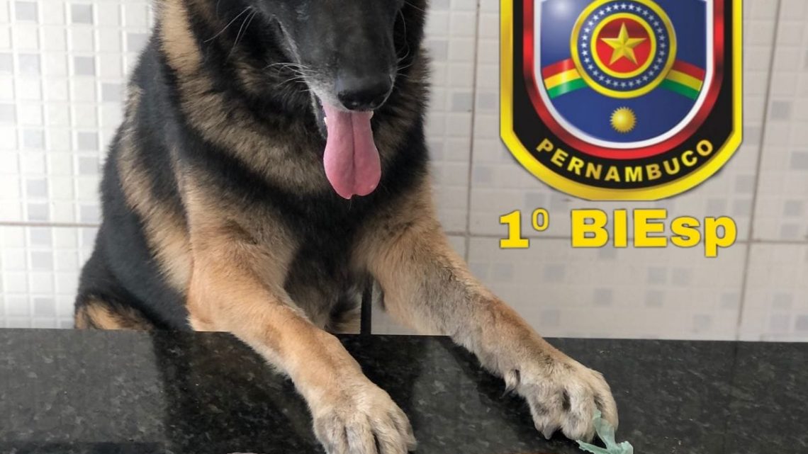 PM apreende em uma festa maconha, cocaína, haxixe, LSD e ecstasy em Caruaru