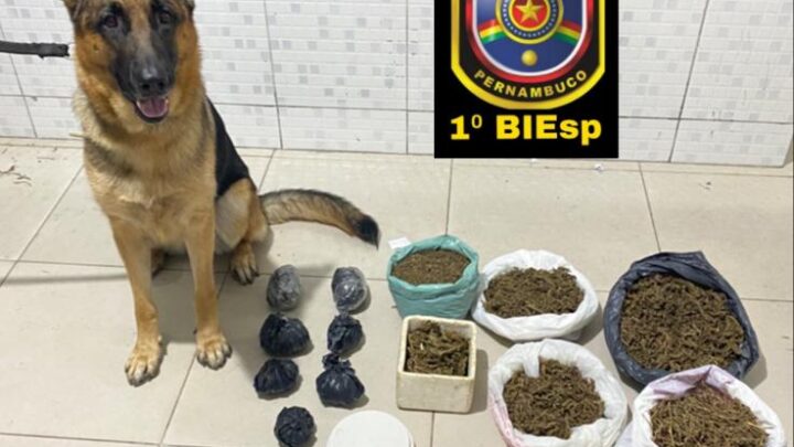 Drogas são apreendidas com ajuda de cão farejador em Caruaru