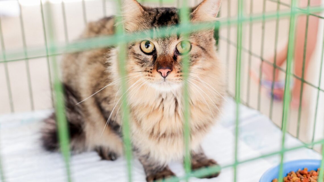 Nova campanha de adoção disponibilizará animais microchipados Nova campanha de adoção disponibilizará animais microchipados