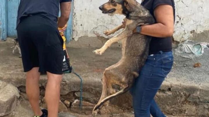 Anderson Correia inicia o ano combatendo maus-tratos aos animais em meio ao recesso parlamentar