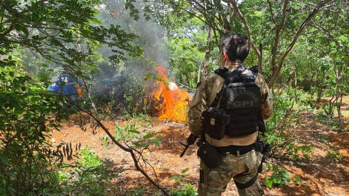 Polícia Federal-PE erradica 172 mil pés de maconha e evita a produção de 57 toneladas da droga Polícia Federal-PE erradica 172 mil pés de maconha e evita a produção de 57 toneladas da droga
