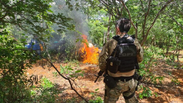 Polícia Federal-PE erradica 172 mil pés de maconha e evita a produção de 57 toneladas da droga