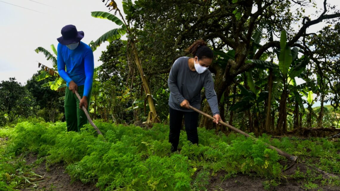 Prorrogado prazo para pagamento da taxa de adesão do Garantia-Safra em Caruaru Prorrogado prazo para pagamento da taxa de adesão do Garantia-Safra em Caruaru