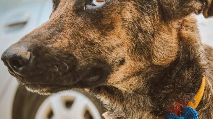 Campanha “Meu Amigão” incentiva adoção de animais em Caruaru nos dias 15 e 16