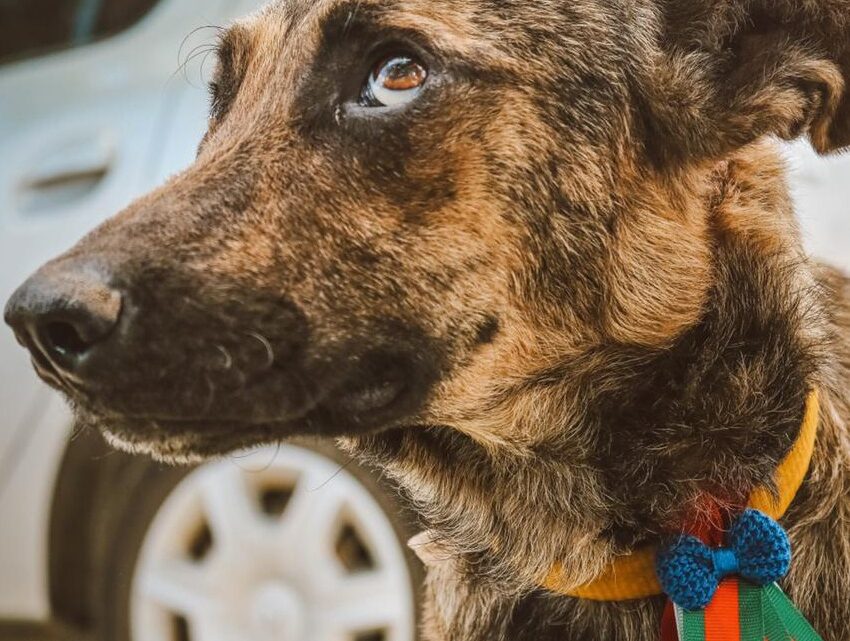 Campanha “Meu Amigão” incentiva adoção de animais em Caruaru nos dias 15 e 16 Campanha “Meu Amigão” incentiva adoção de animais em Caruaru nos dias 15 e 16