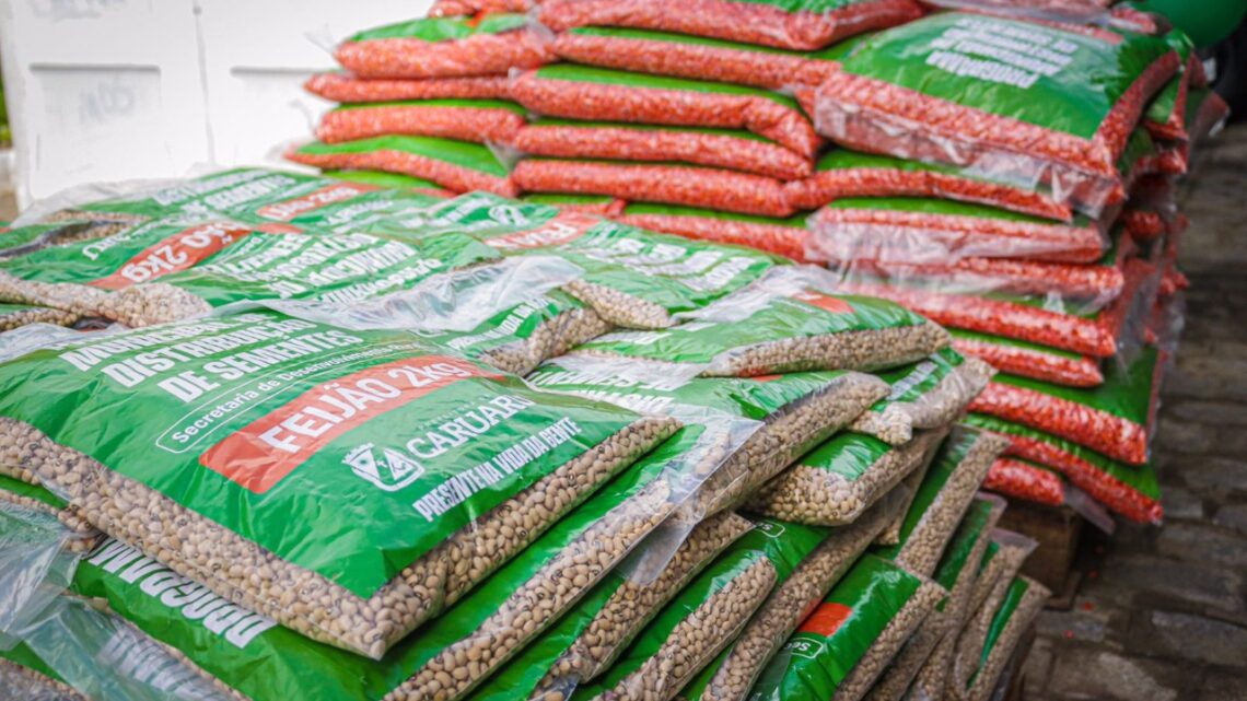Pequenos agricultores de Caruaru já podem pegar sementes no Bloco C da prefeitura Pequenos agricultores de Caruaru já podem pegar sementes no Bloco C da prefeitura