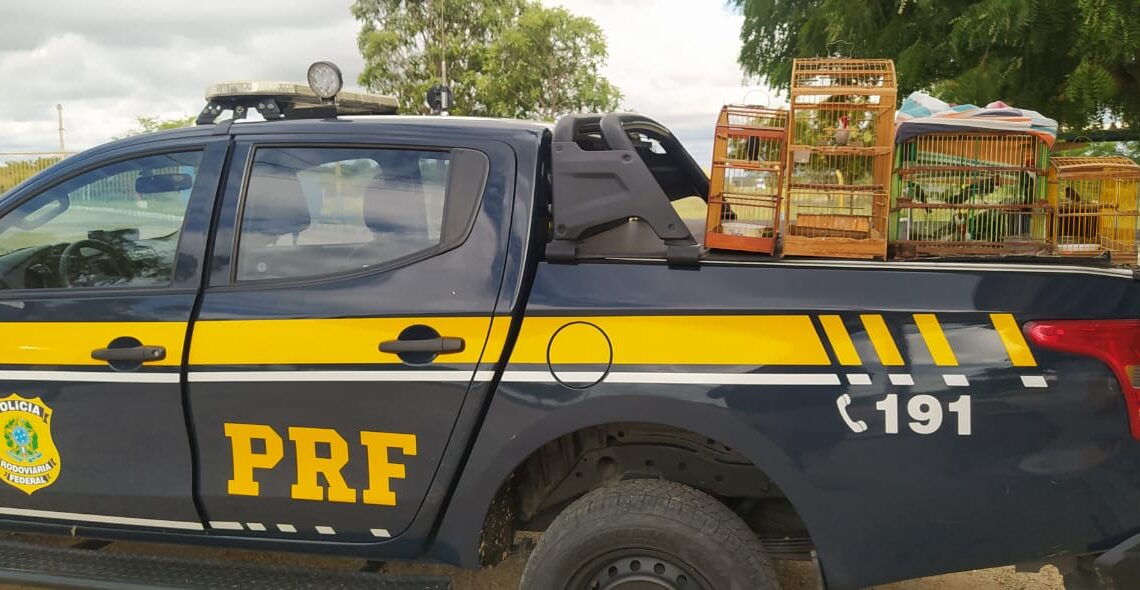 PRF resgata pássaros silvestres que seriam levados para Caruaru PRF resgata pássaros silvestres que seriam levados para Caruaru
