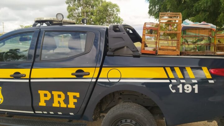 PRF resgata pássaros silvestres que seriam levados para Caruaru