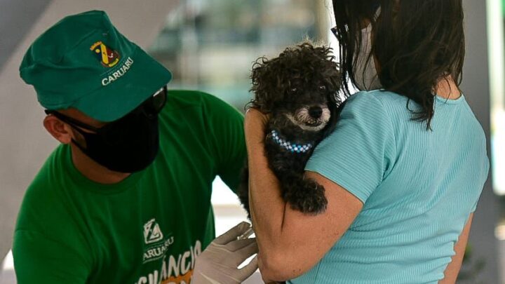 Serviços de saúde animal são ofertados no bairro Rendeiras nesta terça (12)