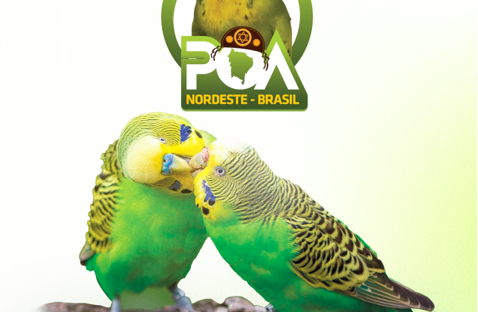 Campeonato Regional de Periquitos Ondulados Australianos acontece em Caruaru
