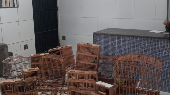 Mais 90 pássaros em cativeiro são apreendidos na Operação Feira Livre