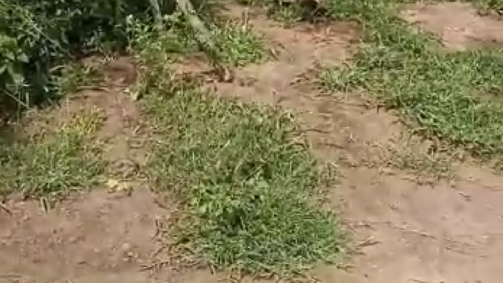 2° homicídio registrado em Caruaru nesta quarta-feira (8): Criador de cavalos é morto a tiros