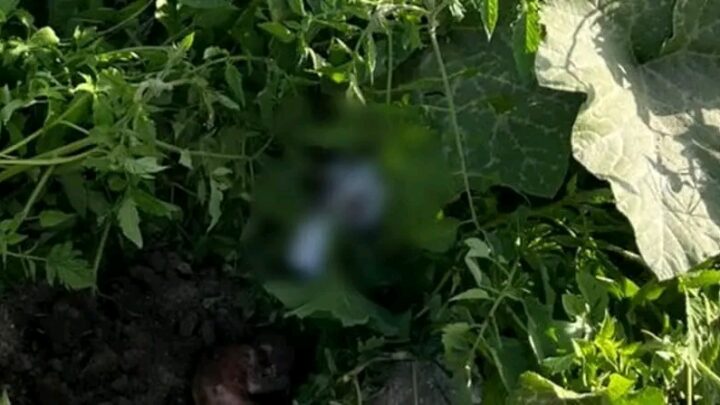Feto é encontrado com placenta enrolado em pano em terreno baldio