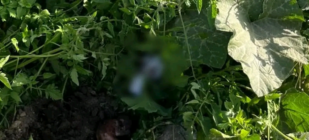 Feto é encontrado com placenta enrolado em pano em terreno baldio