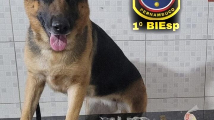 Cadela de faro localiza drogas em Caruaru