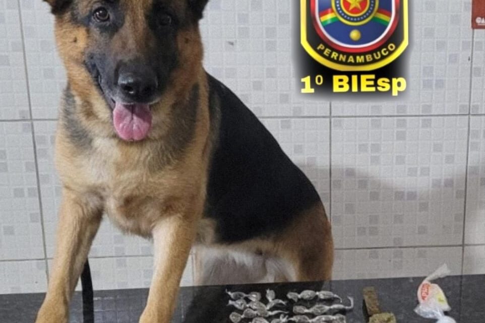 Cadela de faro localiza drogas em Caruaru