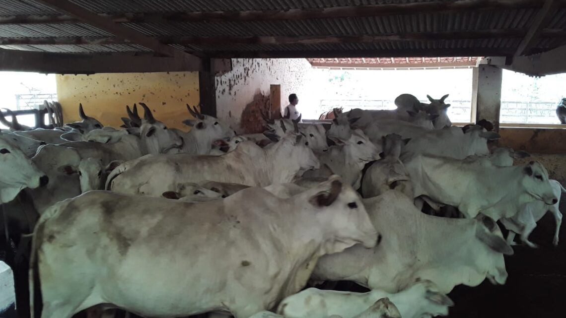 Confederação de Agricultura Familiar inaugura o programa Mais Pecuária em Caruaru Confederação de Agricultura Familiar inaugura o programa Mais Pecuária em Caruaru