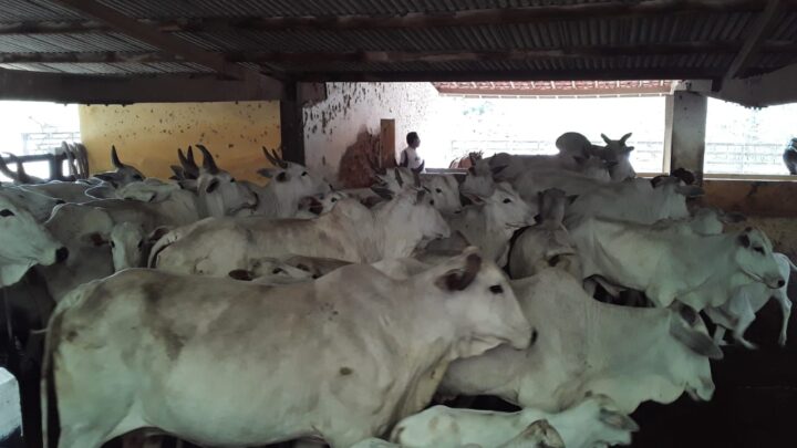 Confederação de Agricultura Familiar inaugura o programa Mais Pecuária em Caruaru