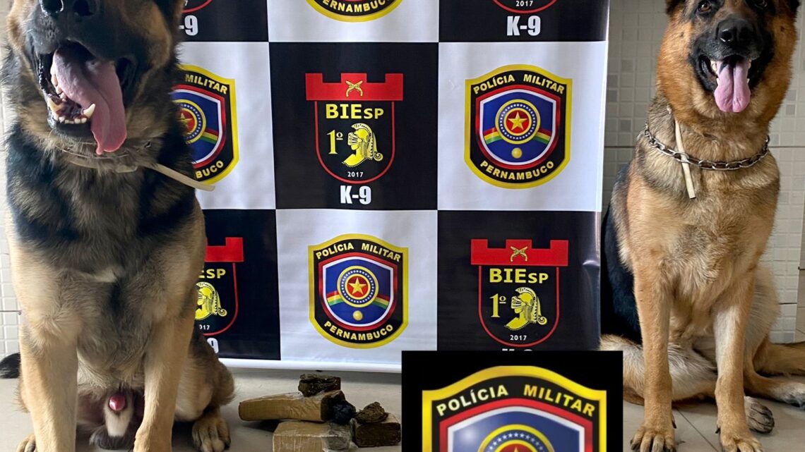 Cães ajudam a prender homem por tráfico e apreensão de maconha, em Caruaru Cães ajudam a prender homem por tráfico e apreensão de maconha, em Caruaru