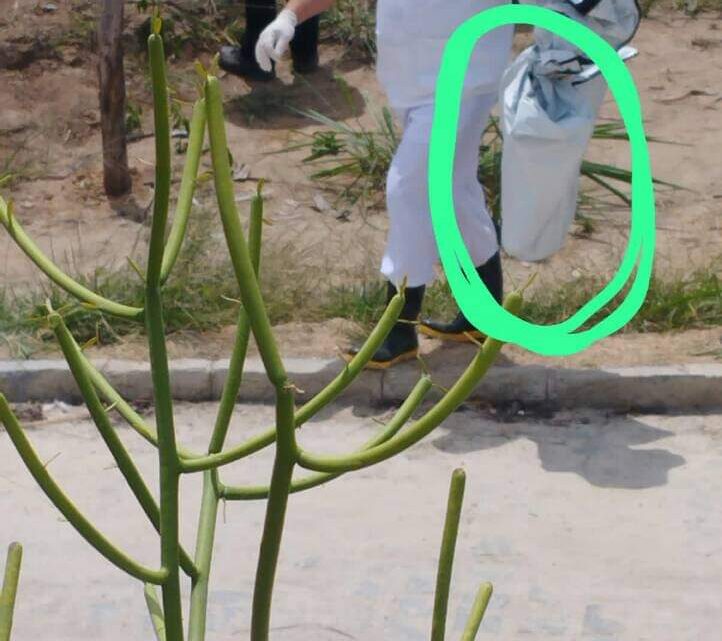 Feto humano é encontrado dentro de sacola em estrada vicinal Feto humano é encontrado dentro de sacola em estrada vicinal