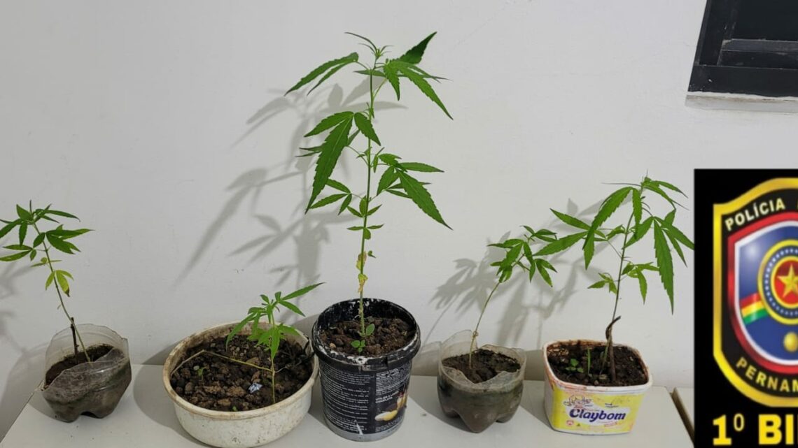 Pequeno cultivo de maconha é localizado em Caruaru Pequeno cultivo de maconha é localizado em Caruaru