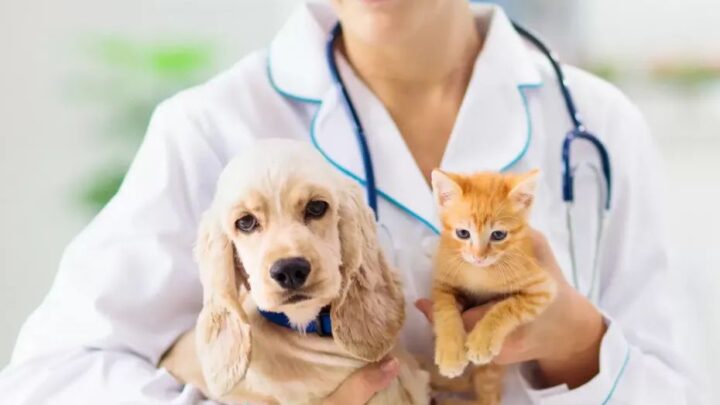 Caruaru recebe ação social para vacinar cães e gatos gratuitamente