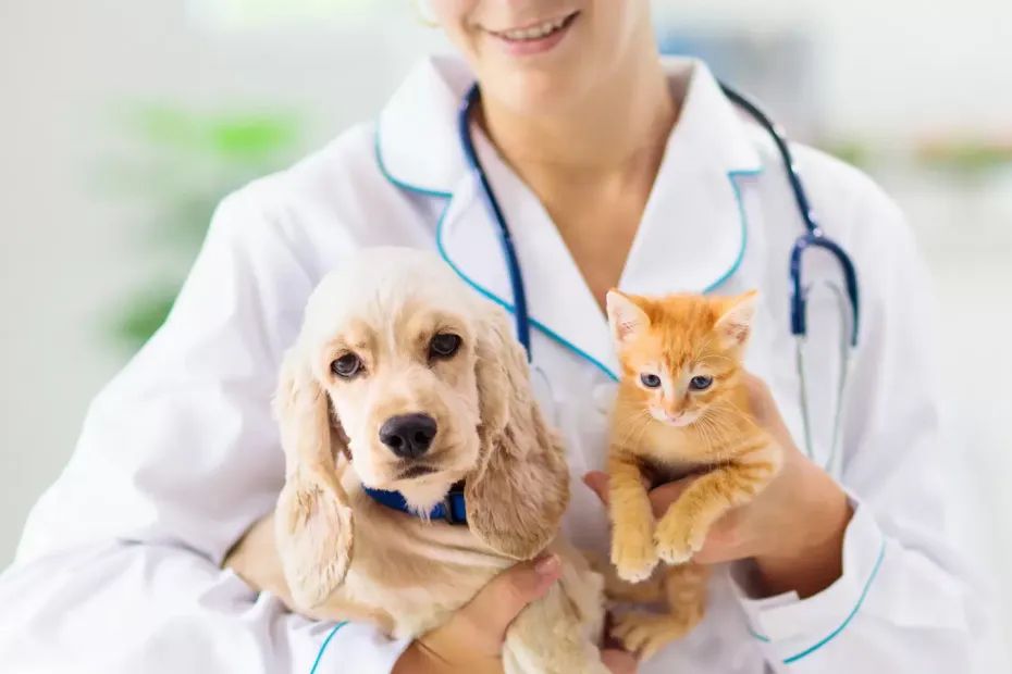 Caruaru recebe ação social para vacinar cães e gatos gratuitamente Caruaru recebe ação social para vacinar cães e gatos gratuitamente