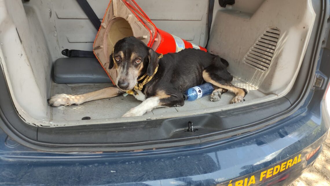 Cachorro escapa de atropelamento e é resgatado na BR 232 Cachorro escapa de atropelamento e é resgatado na BR 232