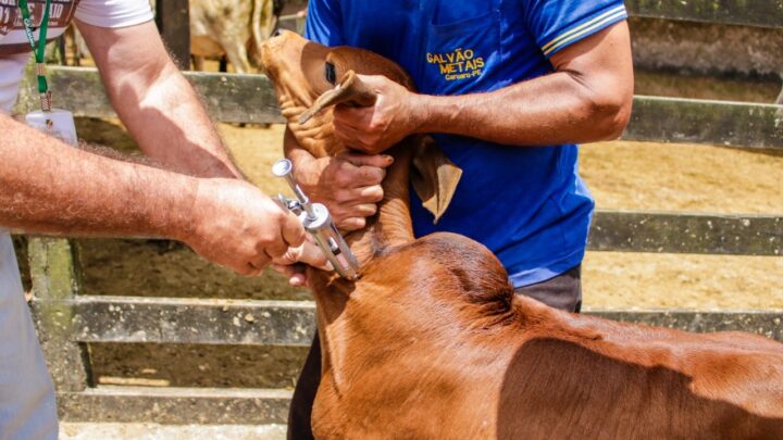 2ª etapa da Campanha de Vacinação contra Febre Aftosa é iniciada