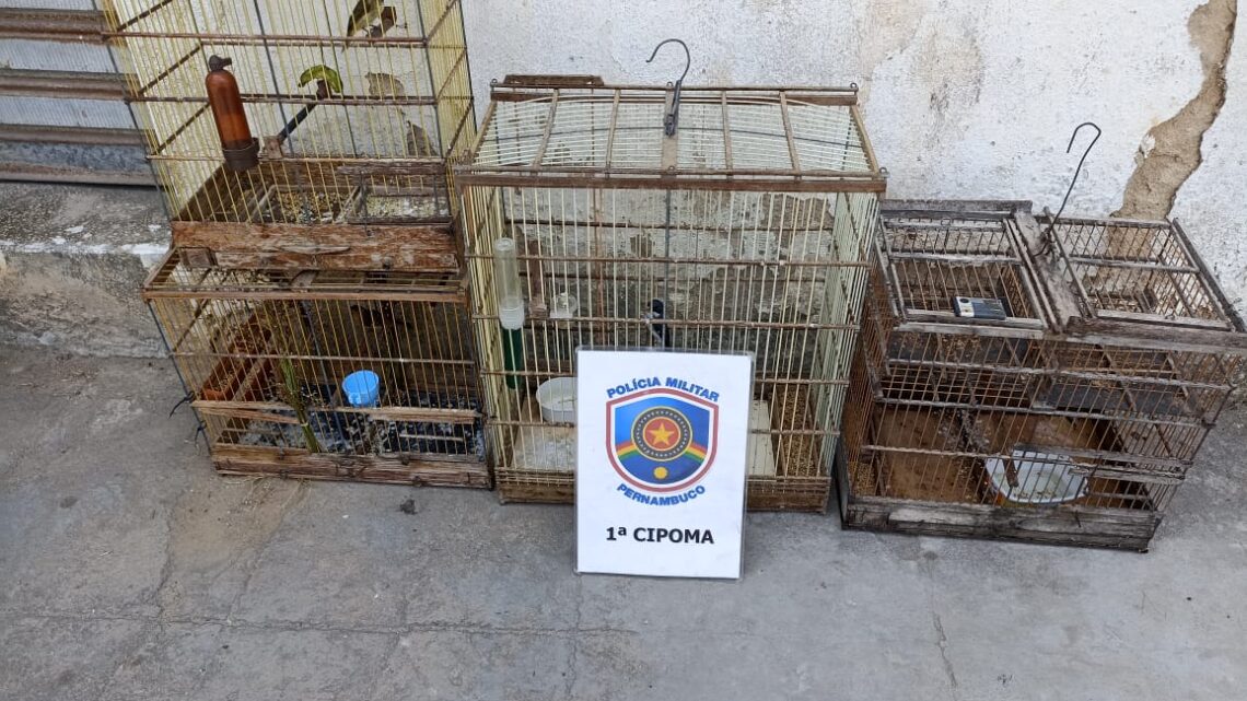 PM prende quatro homens por posse ilegal de aves silvestres