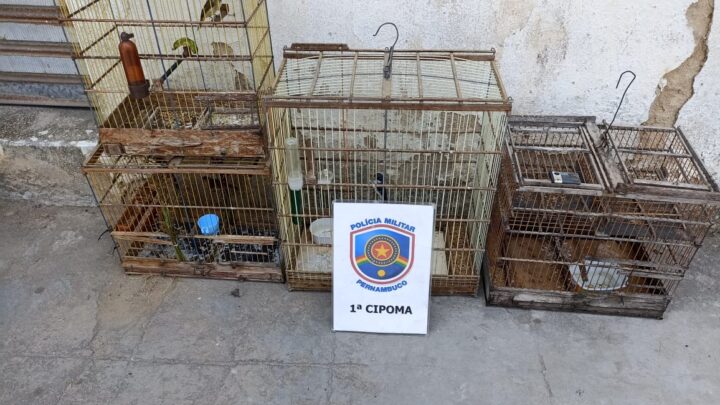 PM prende quatro homens por posse ilegal de aves silvestres