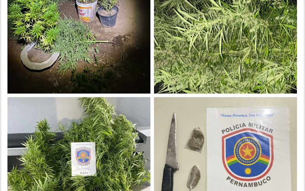 Dupla é detida pela PM com 18 pés de maconha Dupla é detida pela PM com 18 pés de maconha