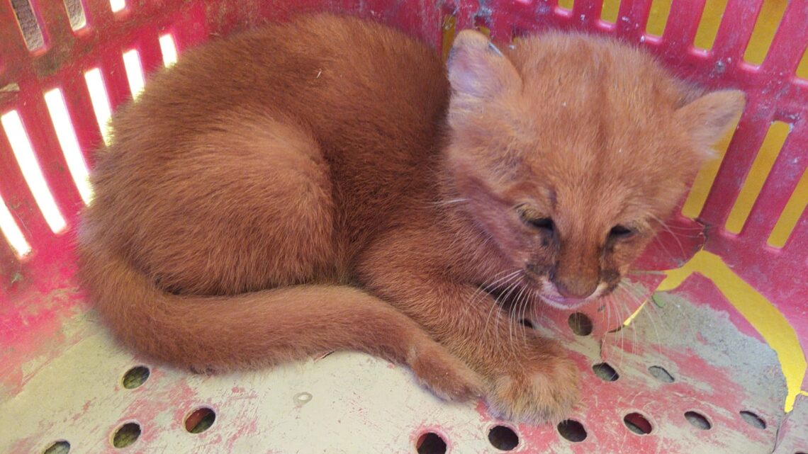 Filhote de gato do mato é resgatado na BR 232 Filhote de gato do mato é resgatado na BR 232